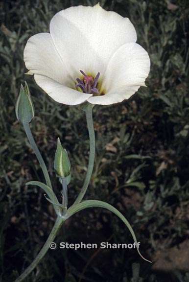 calochortus invenustus 2 graphic